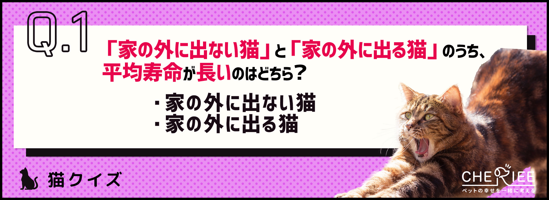 【クイズ】猫は室内飼育と屋外飼育のどっちがいいの？