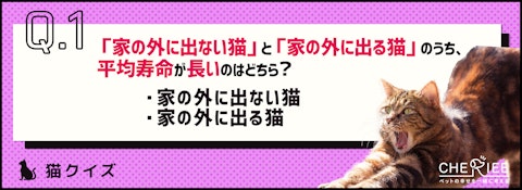 【クイズ】猫は室内飼育と屋外飼育のどっちがいいの?のアイキャッチ画像