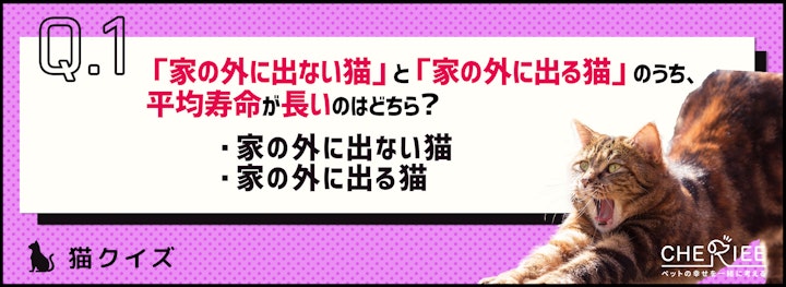 【クイズ】猫は室内飼育と屋外飼育のどっちがいいの？のアイキャッチ画像