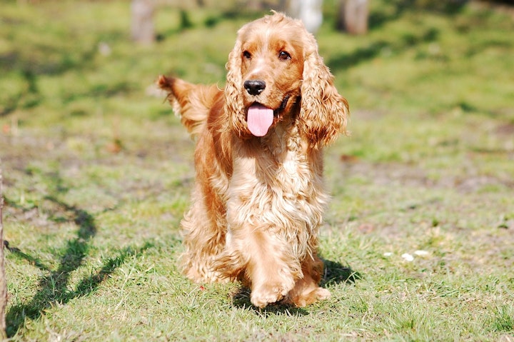 スパニエル,性格,特徴,犬,犬種,鳥猟犬,イングリッシュ・コッカー・スパニエル