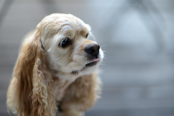 スパニエル,性格,特徴,犬,犬種,鳥猟犬,アメリカン・コッカー・スパニエ