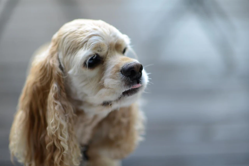 【犬図鑑】陽気で賢くさまざまな個性が!スパニエル5種をご紹介 - CHERIEE あにまるマガジン Foto & Idee 【犬図鑑】陽気で賢くさまざまな個性が!スパニエル5種をご紹介 - CHERIEE あにまるマガジン