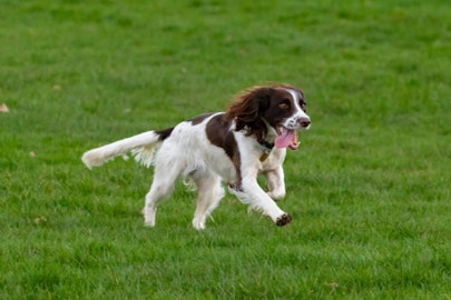 【犬図鑑】陽気で賢くさまざまな個性が!スパニエル5種をご紹介のアイキャッチ画像
