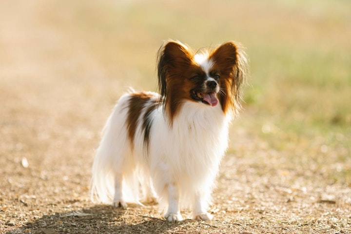 スパニエル,性格,特徴,犬,犬種,鳥猟犬,パピヨン