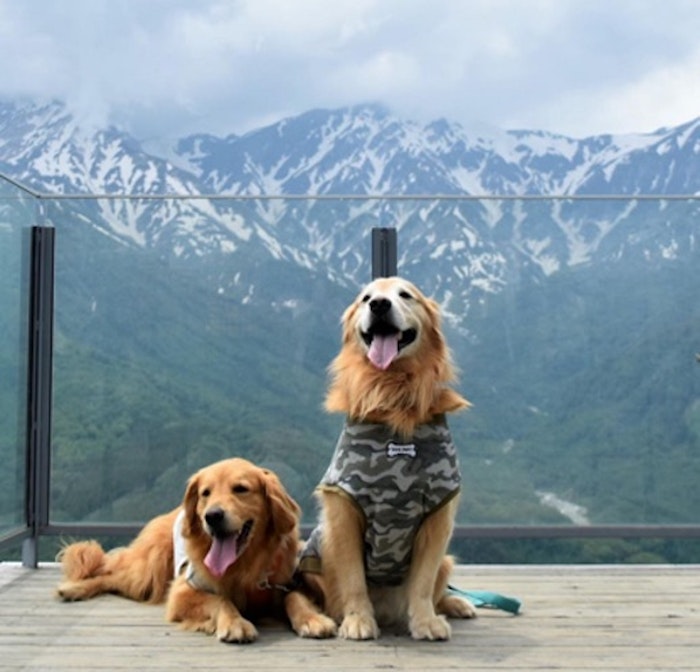 旅行,⽩⾺岩岳⼭頂,夏休み,犬同伴
