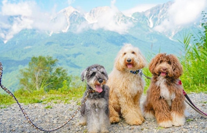 旅行,⽩⾺岩岳⼭頂,夏休み,犬同伴