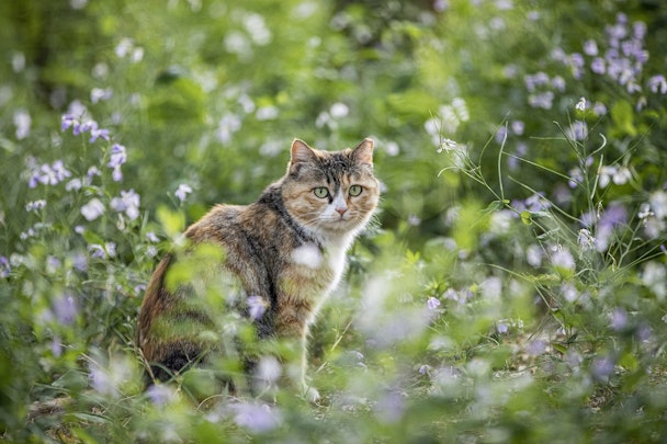 ノネコと野良猫は何が違うの？あいまいな法律の基準と残虐な事件のアイキャッチ画像