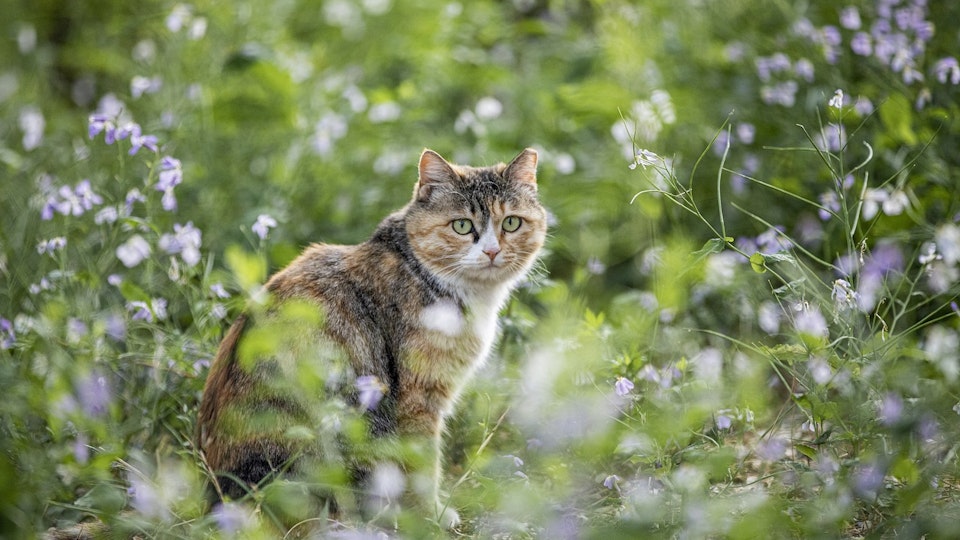 ノネコと野良猫は何が違うの?あいまいな法律の基準と残虐な事件