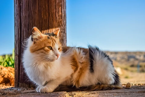 ノネコと野良猫は何が違うの?あいまいな法律の基準と残虐な事件 - CHERIEE あにまるマガジン