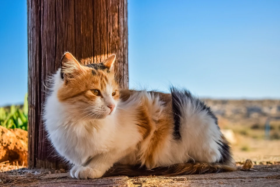 ノネコと野良猫は何が違うの?あいまいな法律の基準と残虐な事件 - CHERIEE あにまるマガジン