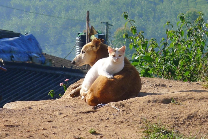 ノイヌ,ノネコ,事件,動物愛護管理法,野良犬,野良猫,鳥獣保護管理法