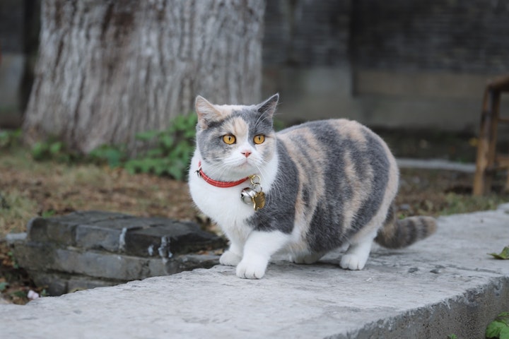 最新研究,論文,猫,避妊,不妊,去勢,手術,麻酔,メリット,デメリット,地域猫,TNR活動