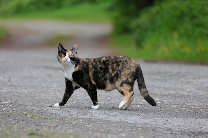 【最新研究】注射一回で避妊が可能？猫飼いが気になる研究内容とはのアイキャッチ画像