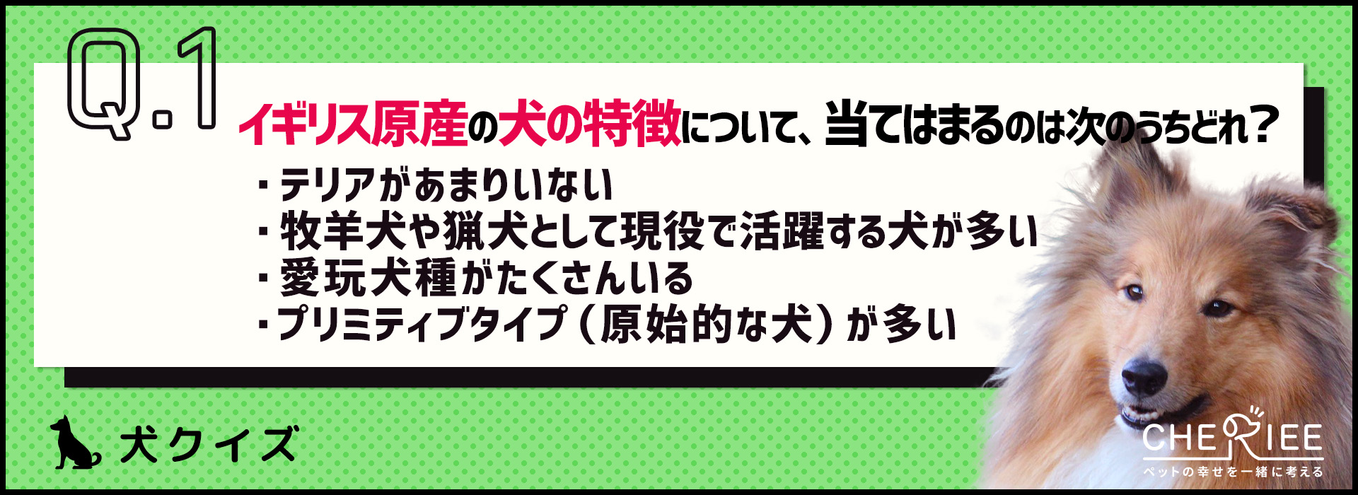 【クイズ】犬の歴史が深い国！イギリス原産の犬たち