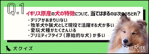 【クイズ】犬の歴史が深い国！イギリス原産の犬たちのアイキャッチ画像