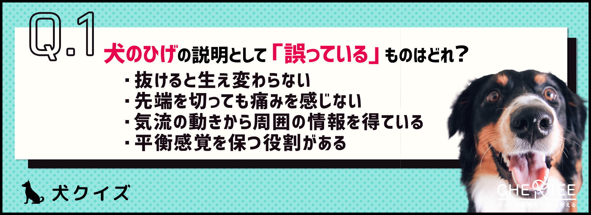 【クイズ】犬のひげを切ってもいいの？気になる役割とは