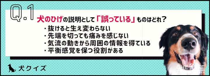 【クイズ】犬のひげを切ってもいいの？気になる役割とはのアイキャッチ画像