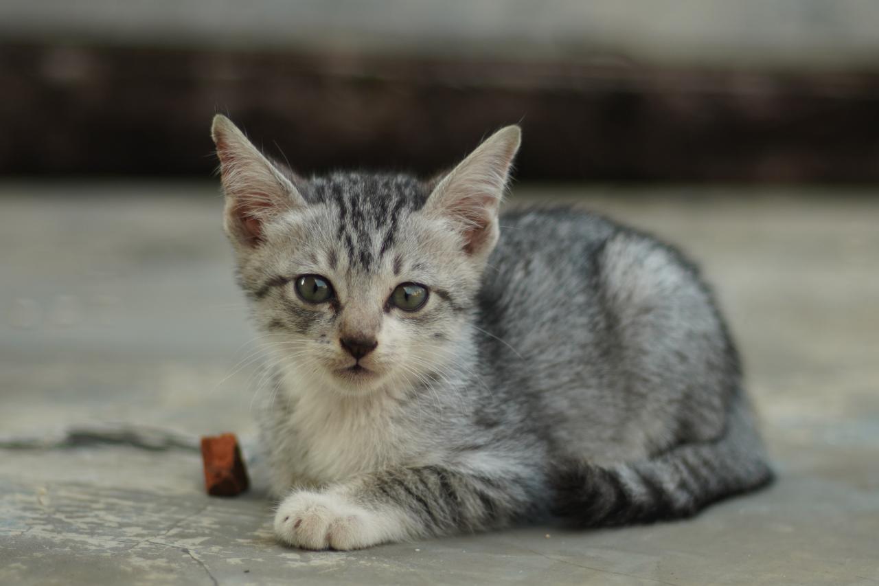 犬猫のマイクロチップってどんなもの？装着や登録の方法を解説