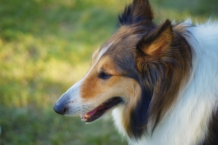 ハーディング,性格,牧畜犬,牧羊犬,特徴,犬,犬種,ラフ・コリー