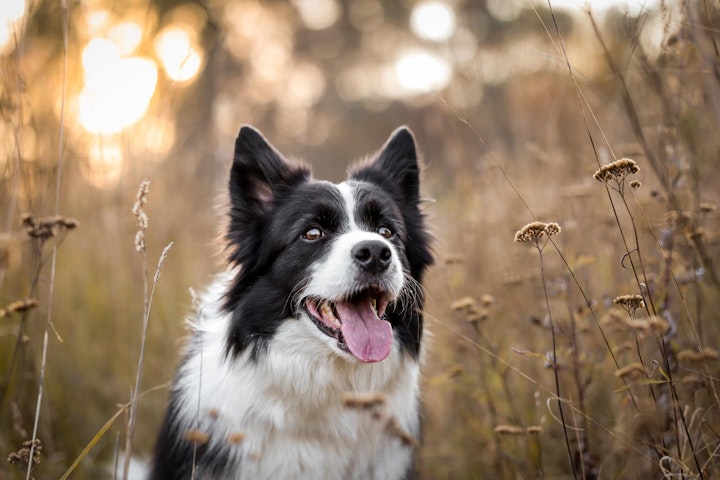 ハーディング,性格,牧畜犬,牧羊犬,特徴,犬,犬種,ボーダー・コリー