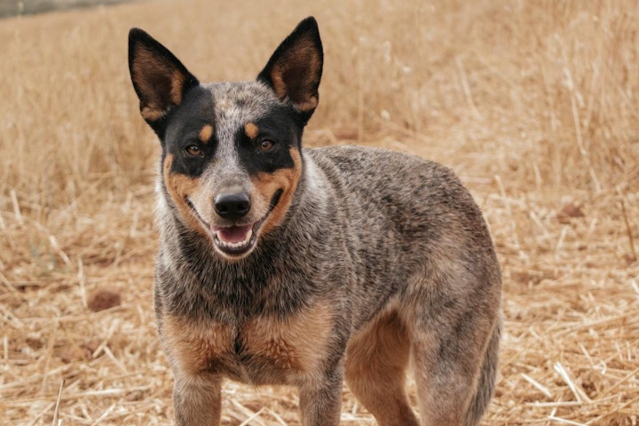 ハーディング,性格,牧畜犬,牧羊犬,特徴,犬,犬種,オーストラリアン・キャトル・ドッグ