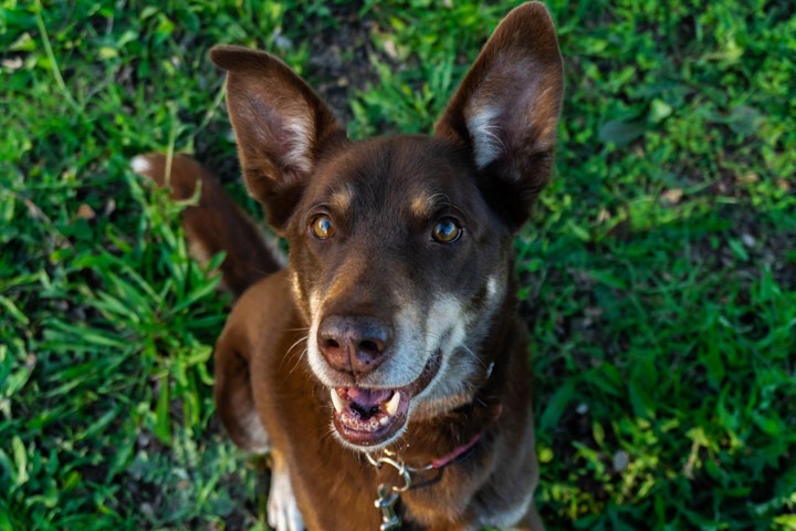 ハーディング,性格,牧畜犬,牧羊犬,特徴,犬,犬種,オーストラリアン・ケルピー