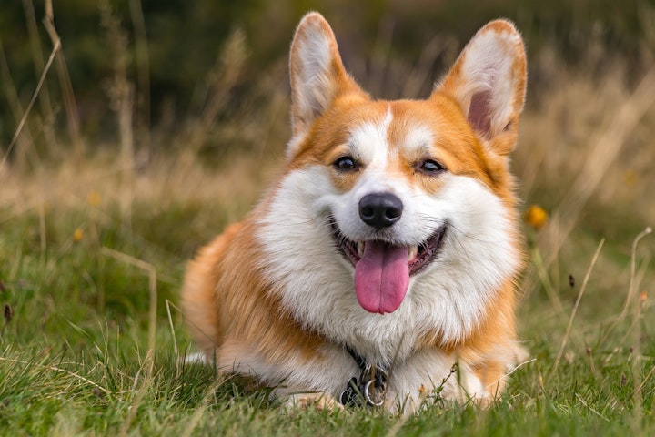 ハーディング,性格,牧畜犬,牧羊犬,特徴,犬,犬種,ウェルシュ・コーギー・ペンブローク