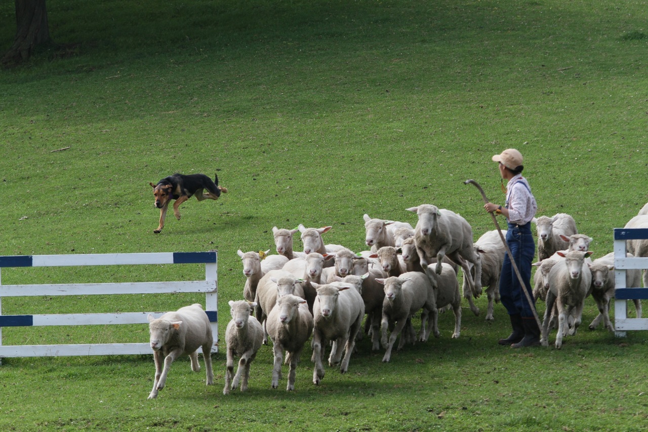 かつて与えられていた仕事から知ろう！日本で人気の5犬種の特徴
