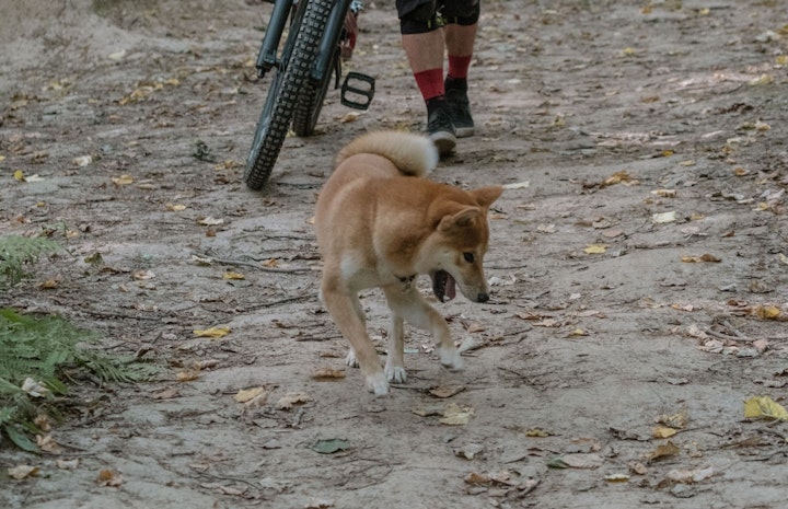 使役犬,ハーディング,猟犬,柴犬