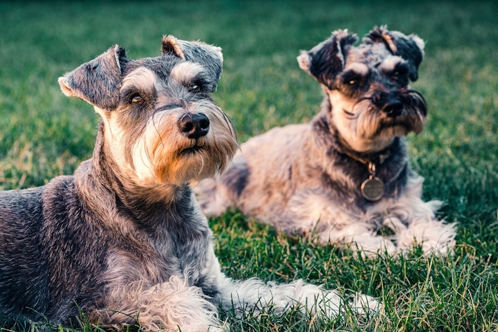 使役犬,ハーディング,猟犬,ミニチュアシュナウザー