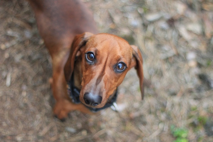 使役犬,ハーディング,猟犬,ミニチュアダックスフンド