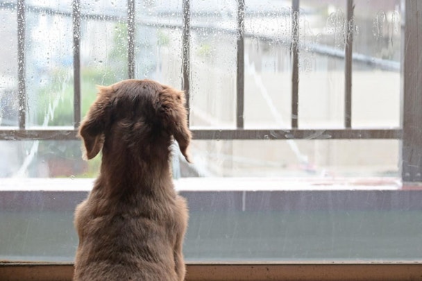 台風が怖い！愛犬の恐怖心を和らげる方法と事前の対策とはのアイキャッチ画像