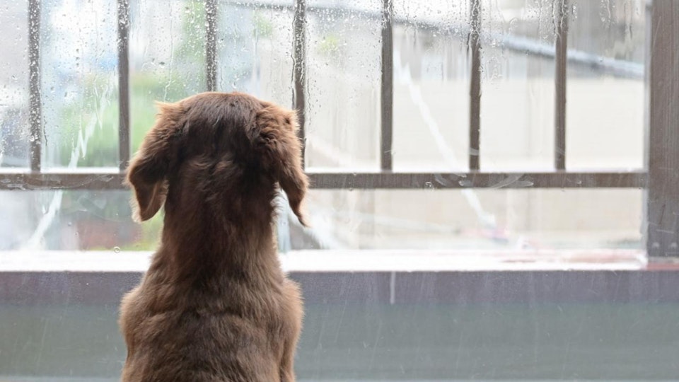 台風が怖い!愛犬の恐怖心を和らげる方法と事前の対策とは