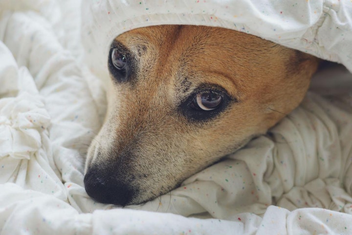 トレーニング,レプトスピラ症,台風,対処法,恐怖心,注意,犬,飼い方