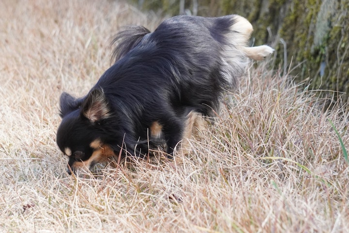 犬,トイレ,排泄,本能,習性,肉球,マーキング,縄張り