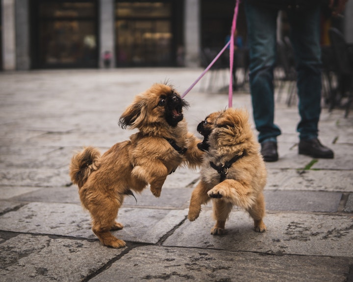 犬,トイレ,排泄,本能,習性,肉球,マーキング,縄張り