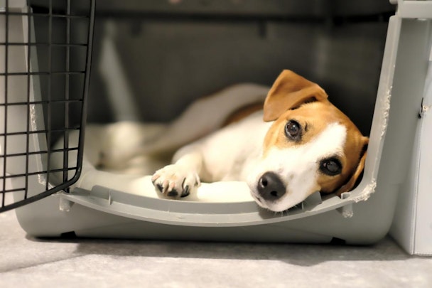 危険＆違法行為に注意を！愛犬とのドライブを見直そうのアイキャッチ画像