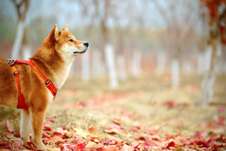 NG行為,ドライブ,危険性,法律,注意,犬,車,違法