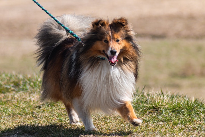 犬,トイレ,排泄,本能,習性,肉球,マーキング,縄張り