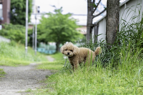 犬が排泄後に地面を蹴るのはどんな意味がある？やめさせるべき？のアイキャッチ画像