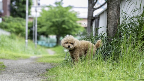 犬が排泄後に地面を蹴るのはどんな意味がある?やめさせるべき?のアイキャッチ画像
