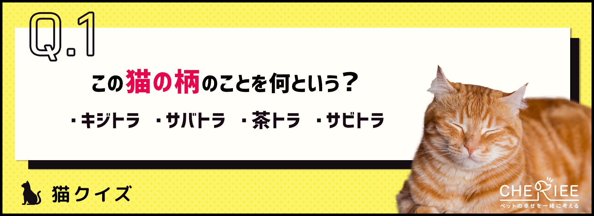 クイズ】日本猫の特徴は？この柄のことを何と呼ぶでしょう