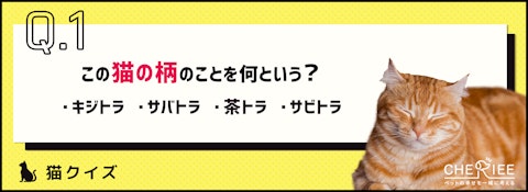 【クイズ】日本猫の特徴は？この柄のことを何と呼ぶでしょうのアイキャッチ画像