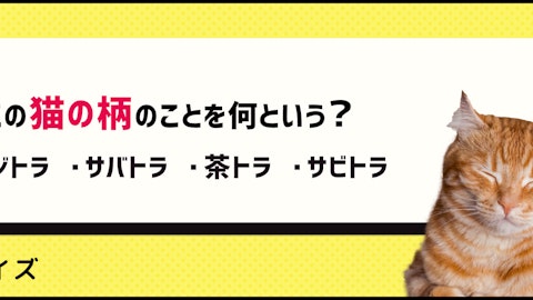 【クイズ】日本猫の特徴は?この柄のことを何と呼ぶでしょうのアイキャッチ画像