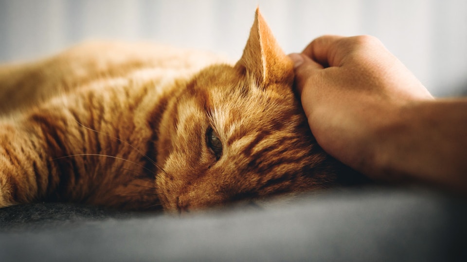 【獣医師監修】猫が嘔吐した場合に考えられる疾患とは