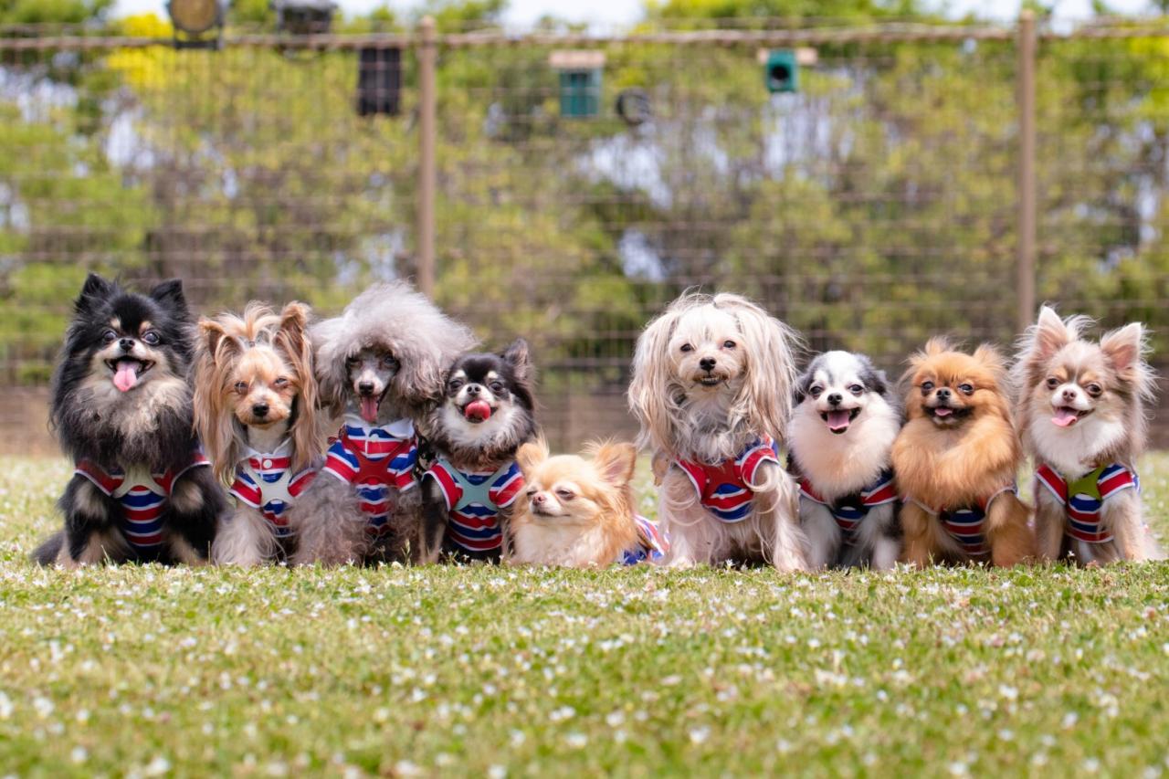 8月26日はナショナル・ドッグ・デー！その過ごし方とは？