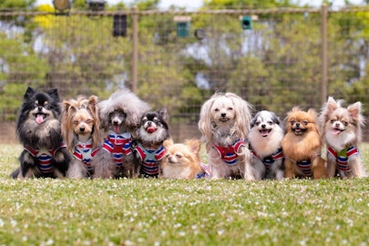 8月26日はナショナル・ドッグ・デー!その過ごし方とは?のアイキャッチ画像