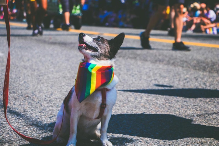 National Dog Day,ナショナル・ドッグ・デー,ボランティア,保護施設,保護犬,寄付,犬,犬の日