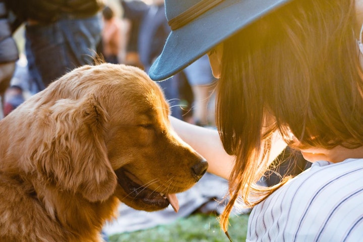 National Dog Day,ナショナル・ドッグ・デー,ボランティア,保護施設,保護犬,寄付,犬,犬の日