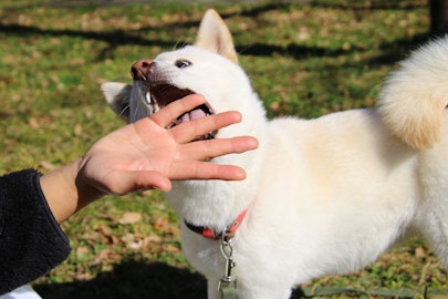 海外の場合は要注意！犬に咬まれた時にすべきこととはのアイキャッチ画像